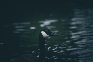 Wild canadian goose 