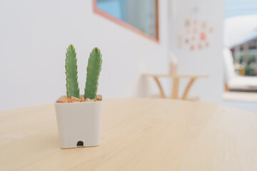 Cactus in small white pots, placed on a wooden table for decoration in a minimalist coffee shop. Copy space.