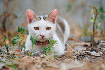 A lovely black and white Thai cat lying on the ground alone looking at the front with a natural background.