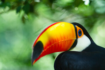 Toco Toucan (Ramphastos toco). 