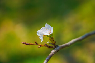 久米の桜