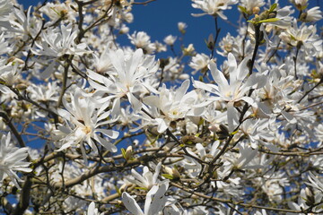 Showy and beautiful Magnolia stellata blossom with white flowers. Magnolia star tree. © lenic