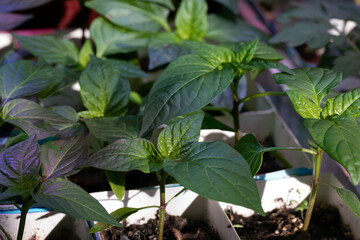 Young growth of pepper sprouts in pot. Seedlings for sale. Selective focus