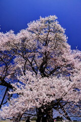 馬ノ墓の種蒔桜