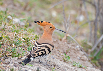 Hoopoe Upupa epops © Luba