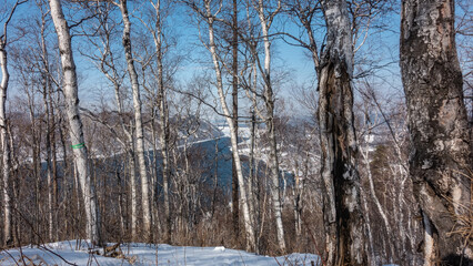 Bare trunks and branches of deciduous trees against the backdrop of a blue river and an azure sky. In the distance there is a mountain range. Snow on the ground. Winter sunny day