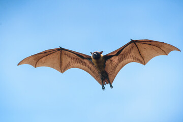 Flying bats on blue sky background (Lyle's flying fox) - 428076928