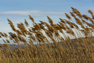 Closeup shot of pampa grass under a cloudy blue sky on a windy day
