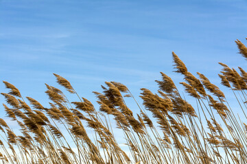 Closeup shot of pampa grass under a cloudy blue sky on a windy day