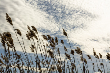 Closeup shot of pampa grass under a cloudy blue sky on a windy day