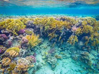 Fototapeta na wymiar Corals near Hurghada resort town in Egypt
