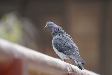 rock dove on the handrail