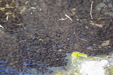 おたまじゃくし