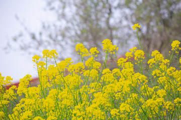 菜の花