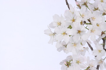 Fototapeta na wymiar cherry blossom isolated in white background