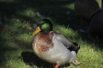 Mallard Drake shot closeup on green grass at Sterling Lake in Sterling Kansas USA that's bright and colorful.