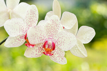 Close-up orchid flowers on green natural background.