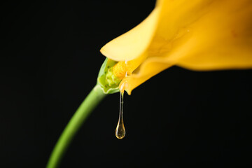 Arum lily with dripping honey on dark background. Erotic concept