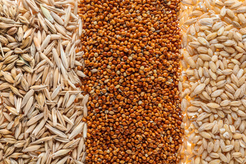 Obraz premium Heap of different cereals as background