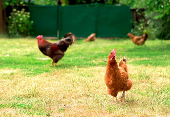 Rooster and chickens grazing on the grass.