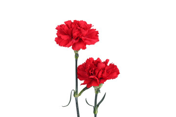 red carnation isolated in white background
