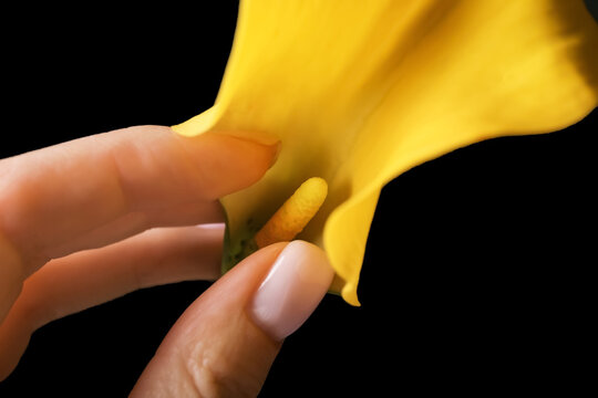 Female hand with arum lily on dark background. Erotic concept