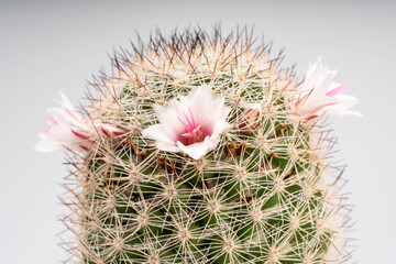 Cactus with tiny pink flowers in white pots.