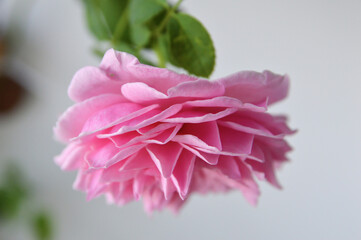 Up side down fully bloomed layers of pink Spirit of Freedom rose petals