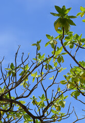 Terminalia catappa branch with green leaves against clear blue summer sky in Bali, Indonesia