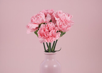 pink carnation isolated in pink background