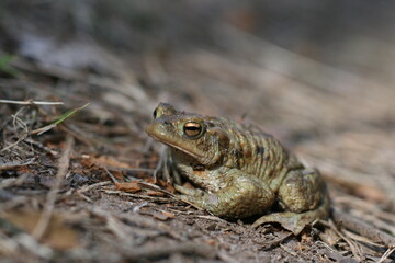 frog in the grass