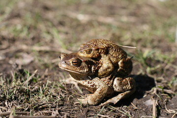 two frogs in spring