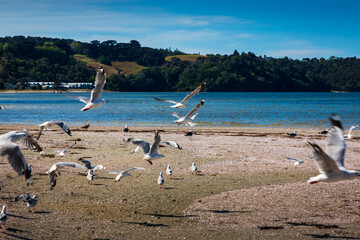 seagulls on the beach