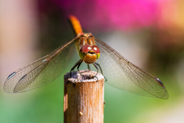 Sympetrum vulgatum dragonfly