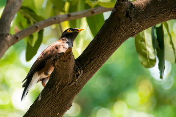 A glorified bird perched on a large branch.
