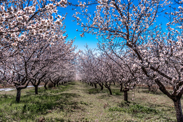 Orchard of White Almond Blossoms Against Blue Spring Sky