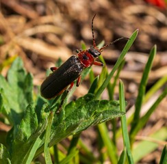Ein großer schwarzer Käfer im Gras