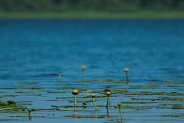 reeds in the lake