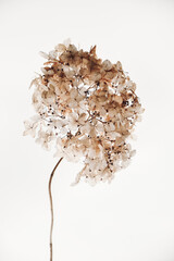 Dry hydrangea flowers close-up. Natural background. Floral texture, poster.
Set the trend in champagne color. Selective focus