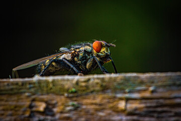 fly on leaf