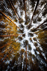 autumn in the forest