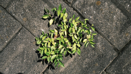 擁壁の水抜き穴から自生する植物