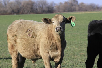 Fototapeta premium cows in a green wheat field with tree's and blue sky out in the country north of Hutchinson Kansas USA.