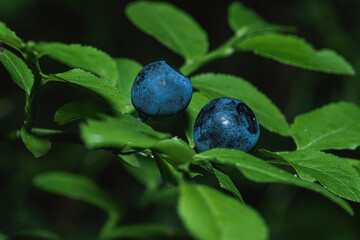 blueberries on the branch