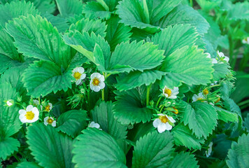 White strawberry flowers with green leaves. Organic berries on the plantation. Strawberry bush in the garden. Strawberry blooming in the open ground