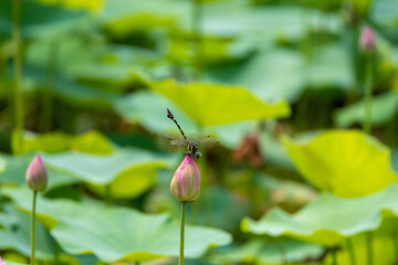 トンボと蓮