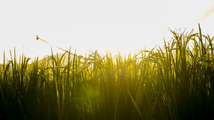 Fototapeta premium green grass and sun