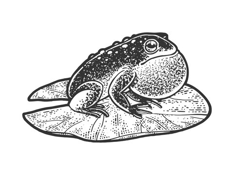 Puffy inflated toad frog on a water lily leaf sketch engraving vector illustration. T-shirt apparel print design. Scratch board imitation. Black and white hand drawn image.