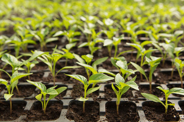 a lot of sweet pepper seedlings in plastic cells, frontal arrangement