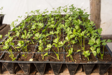 many young green shoots of celery seedlings in plastic cells